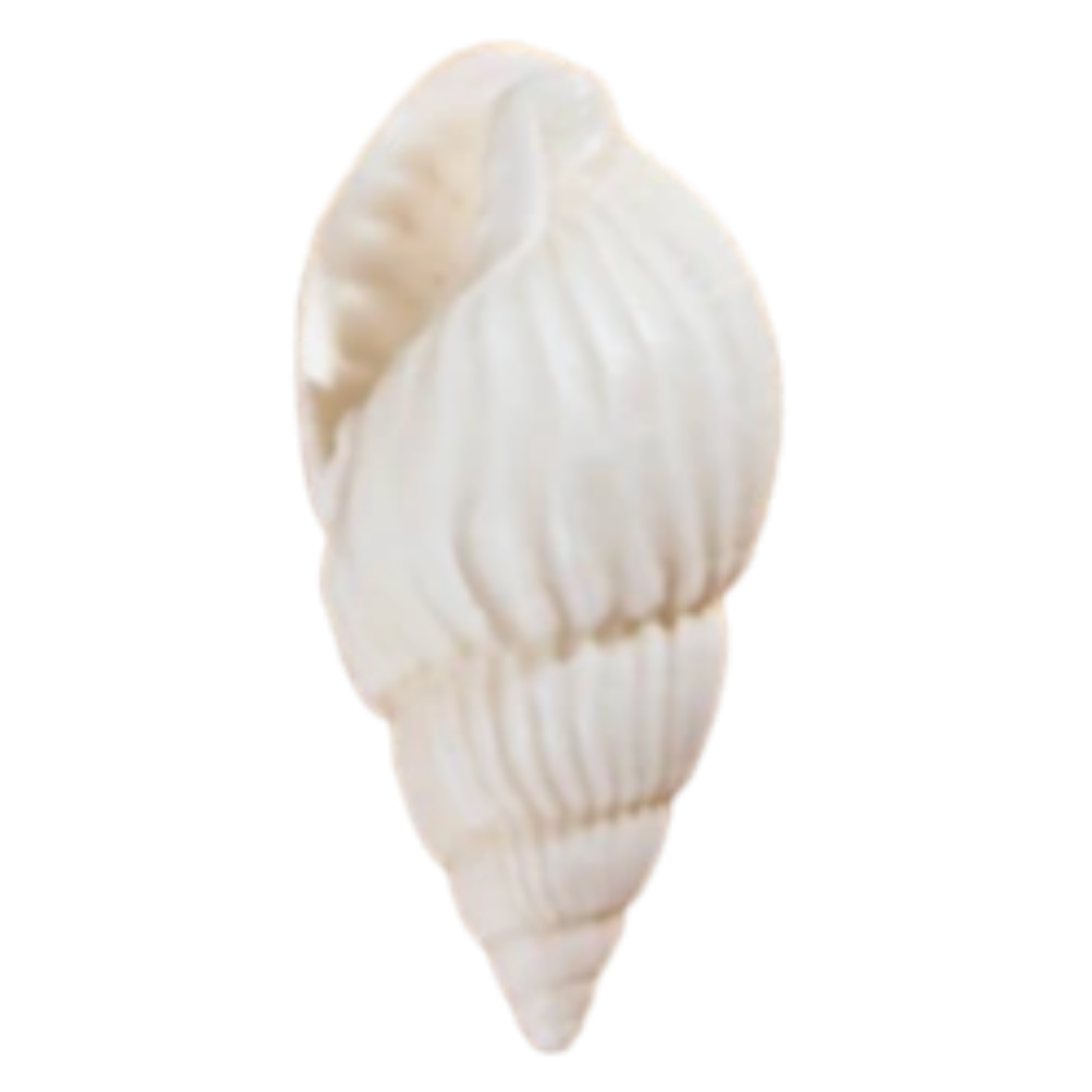 Seashell - M